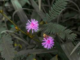 bellissimo sfocato sfondo Immagine di primavera natura con fiori. foto