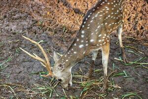 Rusa totol con il scientifico nome asse asse a zoo nel ragunano. foto