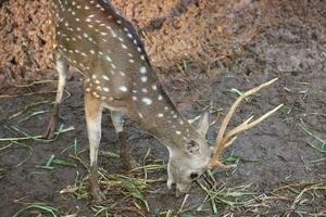 Rusa totol con il scientifico nome asse asse a zoo nel ragunano. altro nomi siamo macchiato cervo foto