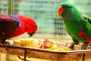 bayan uccelli, quale ha il scientifico nome eclectus roratus o anche conosciuto come il delle molucche eclettico, è un' pappagallo nativo per il Maluku isole. foto