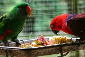 bayan uccelli, quale ha il scientifico nome eclectus roratus o anche conosciuto come il delle molucche eclettico, è un' pappagallo nativo per il Maluku isole. foto