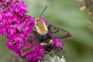 la falena dell'ape si siede su un cespuglio di farfalle foto