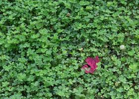 campo di trifoglio con foglia d'acero rossa foto