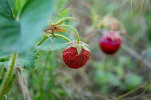 raccolta maturo selvaggio fragole nel il erba su un' estate giorno. foto