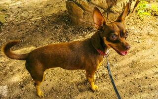 russo giocattolo terrier cane ritratto guardare bello e carino Messico. foto