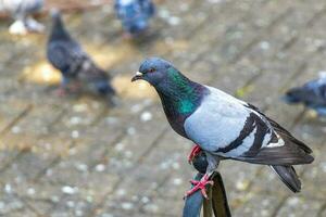 maestoso Piccione uccello piccioni uccelli nel alajuela nel costa rica. foto