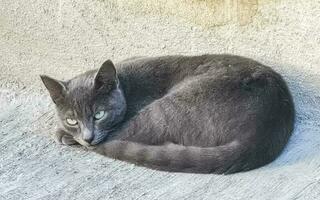 carino vagante gatto addormentato e rilassante al di fuori nel gratuito natura. foto