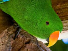 eclectus pappagallo nel Australia foto