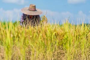 contadino asiatico che lavora nel campo di riso sotto il cielo blu foto