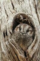 gufo giovane nightjar nel Australia foto