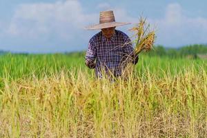 contadino asiatico che lavora nel campo di riso sotto il cielo blu foto