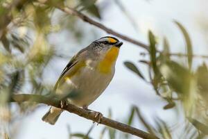 striato pardalote nel Australia foto