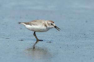 wrybill endemico per nuovo Zelanda foto