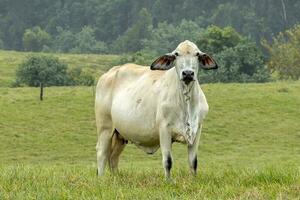 brahman mucca nel Australia foto