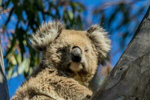 koala di Australia foto