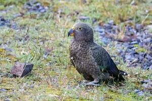 kea alpino pappagallo di nuovo Zelanda foto