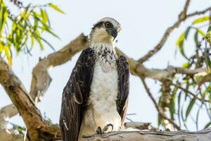 falco pescatore il pesce aquila foto