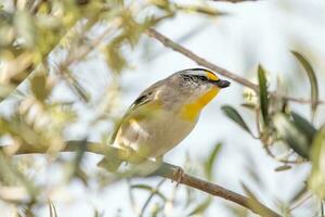 striato pardalote nel Australia foto