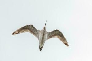 bar-tailed Pittima nel australasia foto