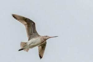 bar-tailed Pittima nel australasia foto