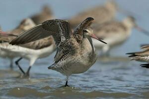 bar-tailed Pittima nel australasia foto