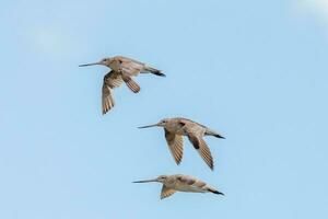 bar-tailed Pittima nel australasia foto