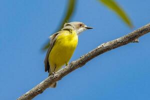 gola bianca gerygone nel Australia foto