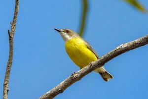 gola bianca gerygone nel Australia foto