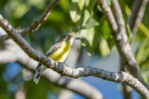 gola bianca gerygone nel Australia foto