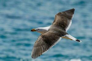 Pacifico gabbiano nel Australia foto