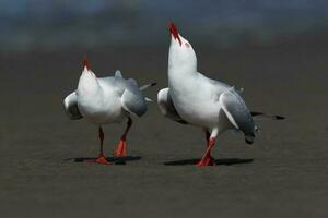 rosso fatturato gabbiano nel nuovo Zelanda foto