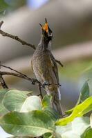 imbrigliato Honeyeater nel Australia foto