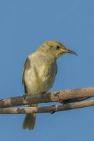 Marrone Honeyeater nel Australia foto