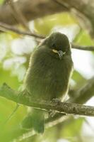 nuovo Zelanda bellbird foto