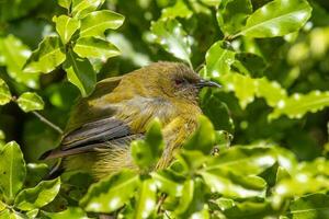 nuovo Zelanda bellbird foto