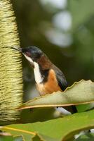 orientale spinebill nel Australia foto