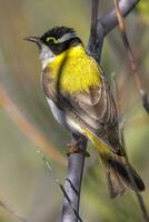 d'oro sostenuto nero mento Honeyeater foto