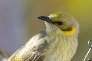 grigio fronteggiato Honeyeater foto