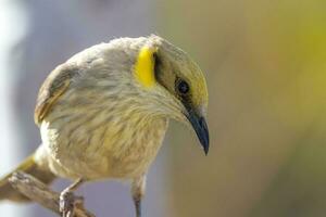 grigio fronteggiato Honeyeater foto