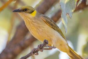 grigio fronteggiato Honeyeater foto