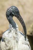 ibis bianco australiano foto