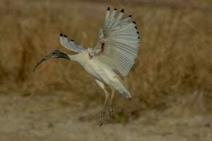 ibis bianco australiano foto