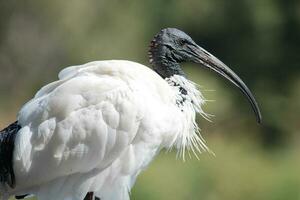 ibis bianco australiano foto