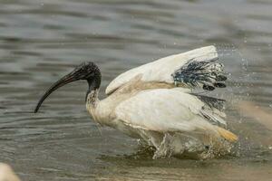 ibis bianco australiano foto