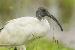 ibis bianco australiano foto