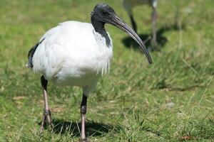 ibis bianco australiano foto