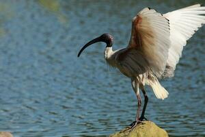 ibis bianco australiano foto