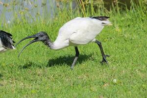 ibis bianco australiano foto