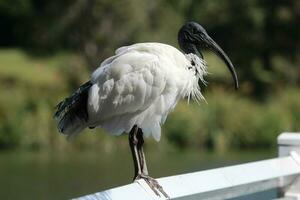 ibis bianco australiano foto