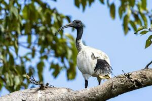 ibis bianco australiano foto